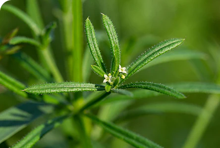 Cleavers