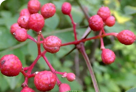 Casca de Prickly Ash